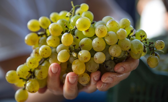 Grapes